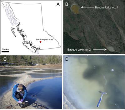Building a Geochemical View of Microbial Salt Tolerance: Halophilic Adaptation of Marinococcus in a Natural Magnesium Sulfate Brine